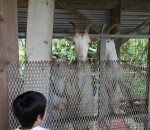 Goats in Okinawa, Japan