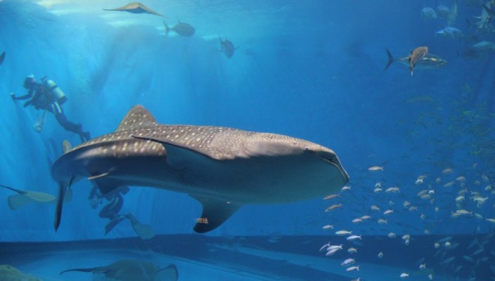 Chura Ymi Aquarium in Okinawa, Japan