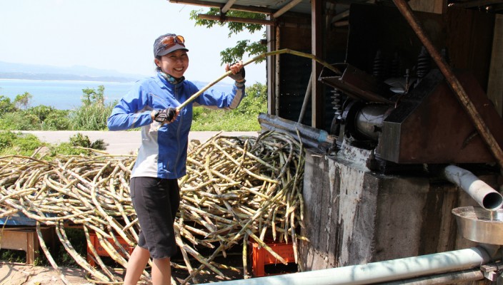 Putting sugar canes in the crusher