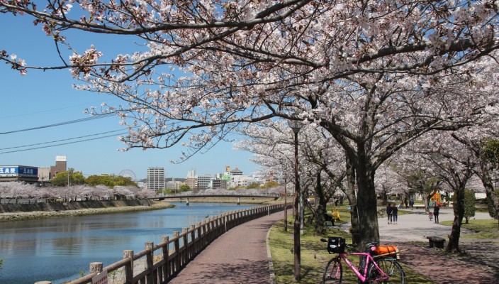 Full bloom sakura, cherry blossoms, in Kagoshima, Japan
