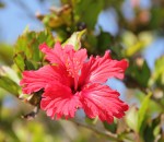 Hibiscus in Iheyajima, Okinawa, Japan