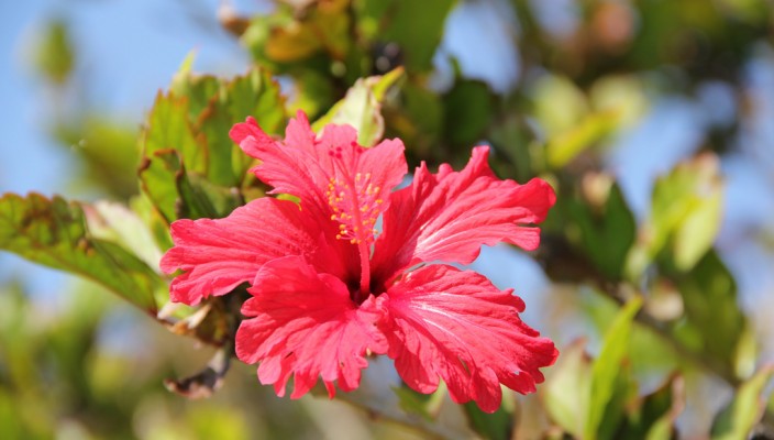 Hibiscus in Iheyajima, Okinawa, Japan