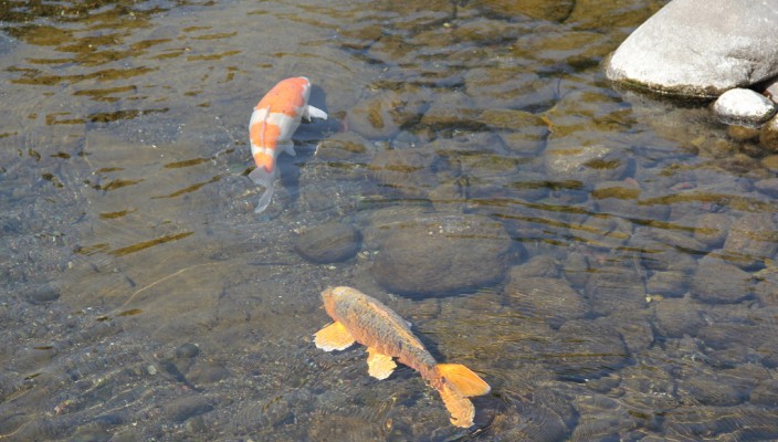 Koi fish, carp, in Suizenji Park in Kumamoto, Japan