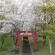 Sakura and shrine torii in Kagoshima, Japan