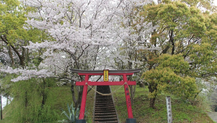 Sakura and shrine torii in Kagoshima, Japan