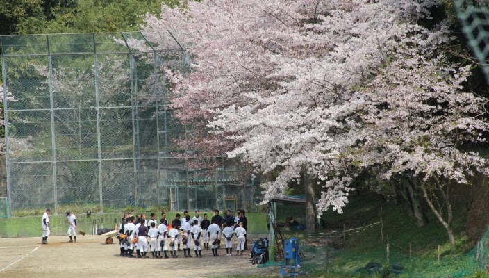 Sakura, cherry blossoms and high school baseball players in Kagoshima, Japan