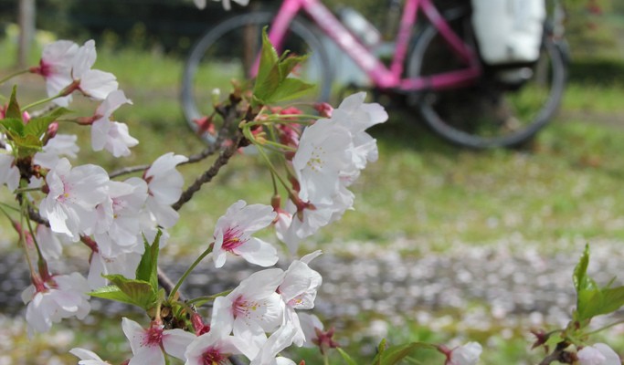 sakura cherry blossoms and my pink bike in Kagoshima, Japan