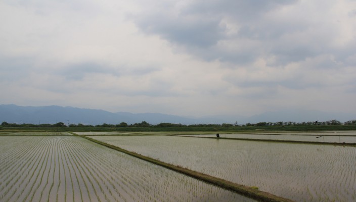 Rice field filled with water