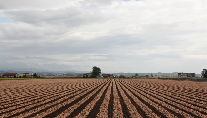 Potato field in Hokkaido, Japan