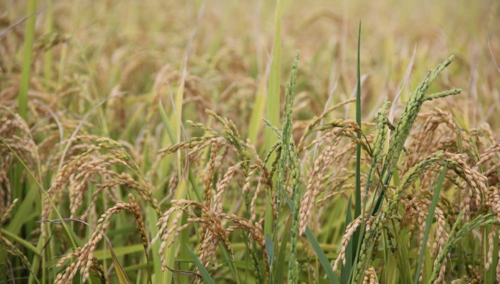 Rice almost ready for harvest