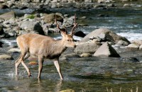 Deer in Shiretoko, Hokkaido