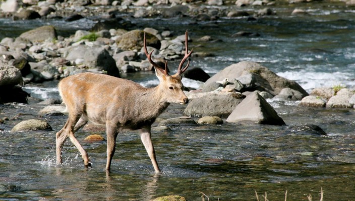 Deer in Shiretoko, Hokkaido