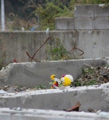 Flowers in the Tsunami Aftersite in Northern Japan